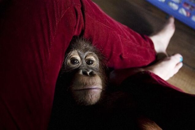 Дитячий садок для орангутангів