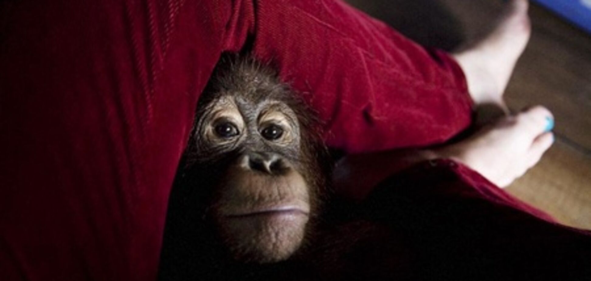 Дитячий садок для орангутангів