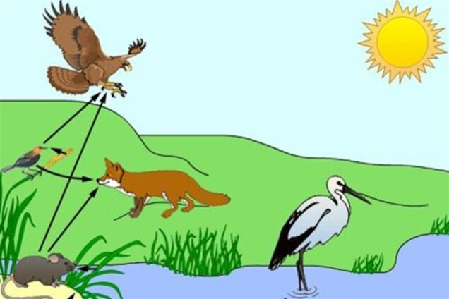 Фактори середовища проживання