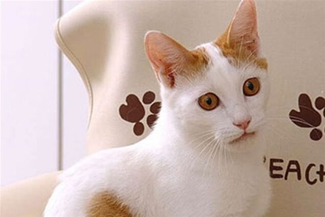 Японским кошкам запретили работать по ночам