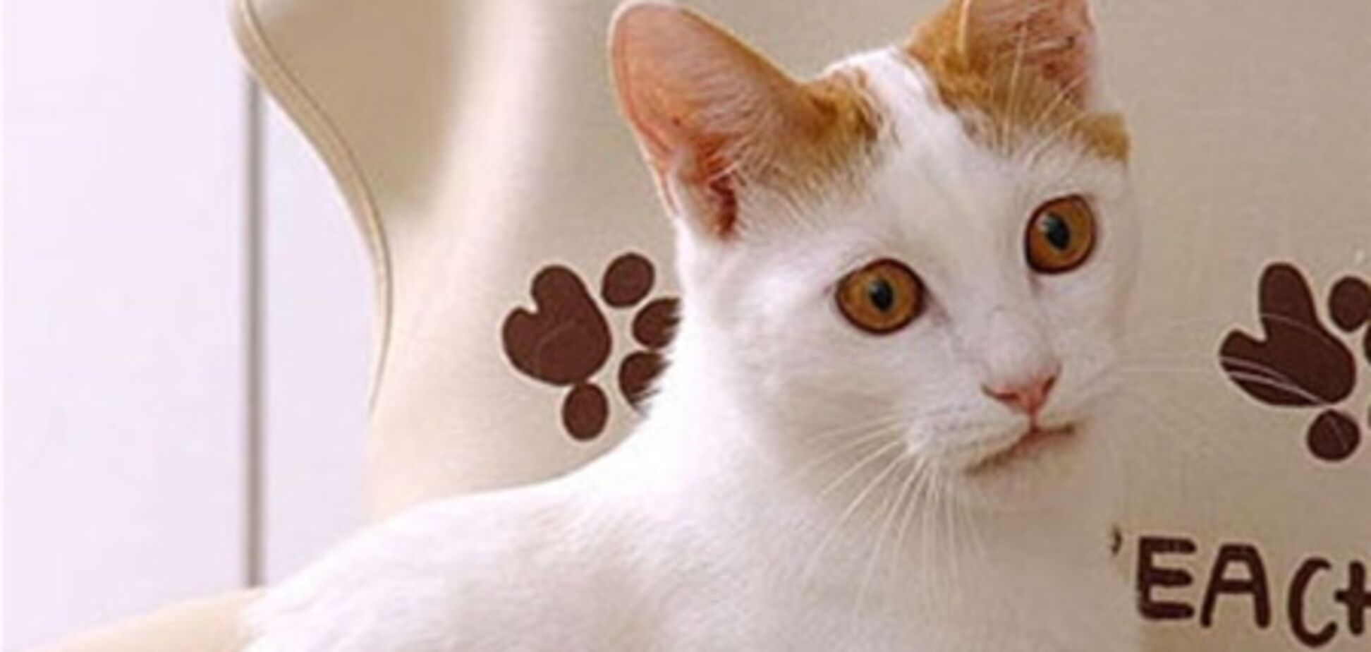 Японским кошкам запретили работать по ночам