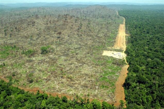 Вбивство тропічних лісів