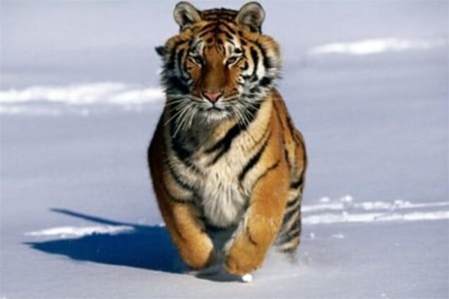 Громадянку Китаю схопили за 'лапу'