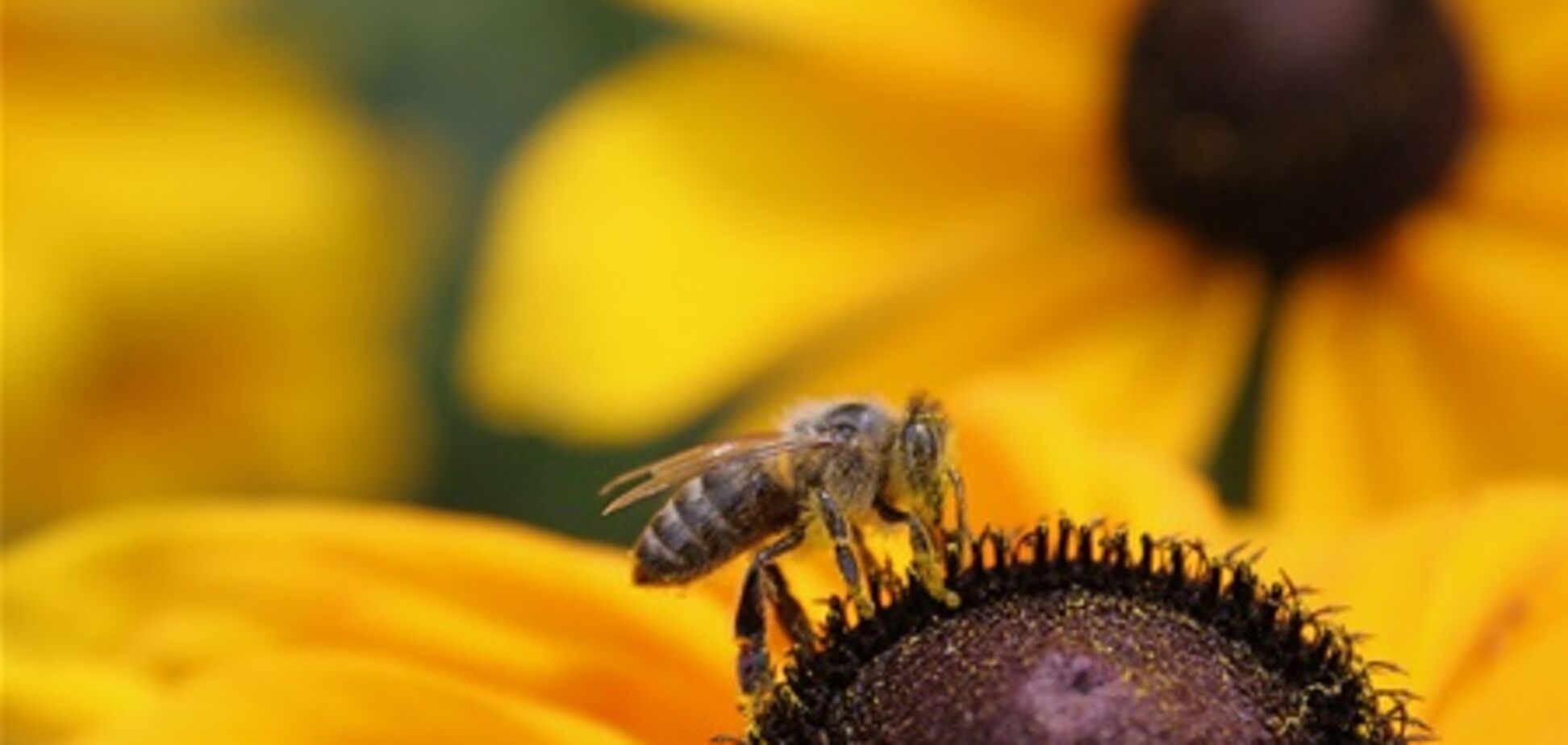 Крымским туристам предложат лечение пчелами