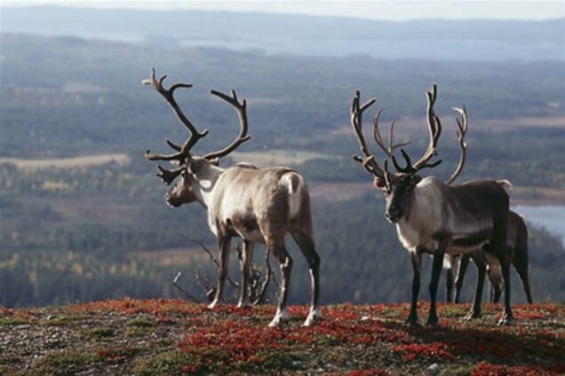 Крупнейший центр природы Финляндии создается в Эспоо