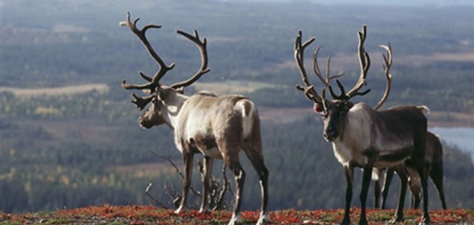 Крупнейший центр природы Финляндии создается в Эспоо