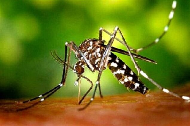 Франція потерпає від комарів