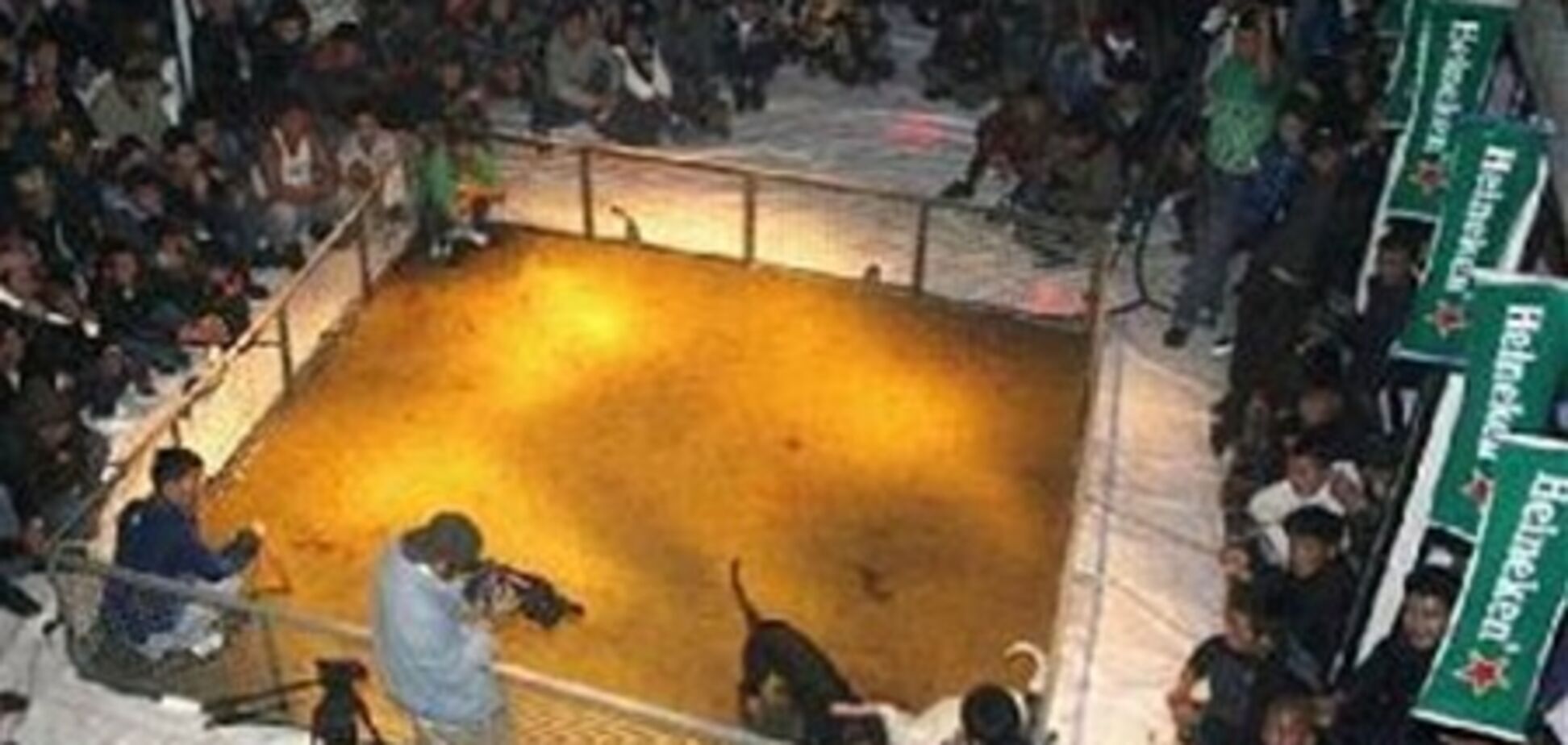 Heineken звинуватили в спонсоруванні собачих боїв