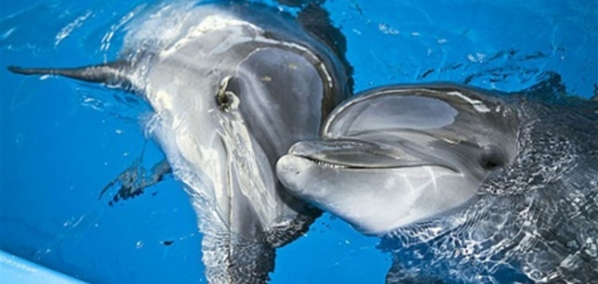 Севастопольский дельфинарий открывает двери