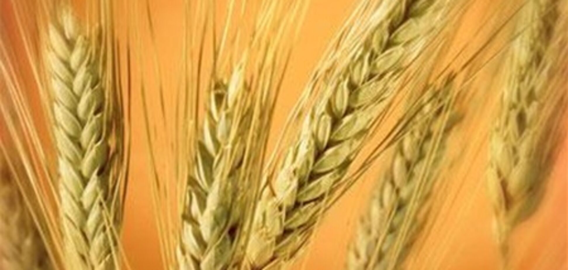 Украину завалило зерном