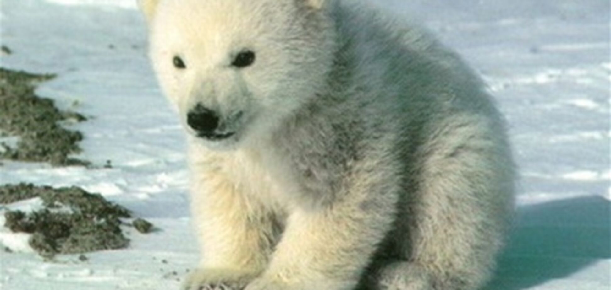 В России спасли белого медвежонка, оставшегося без матери
