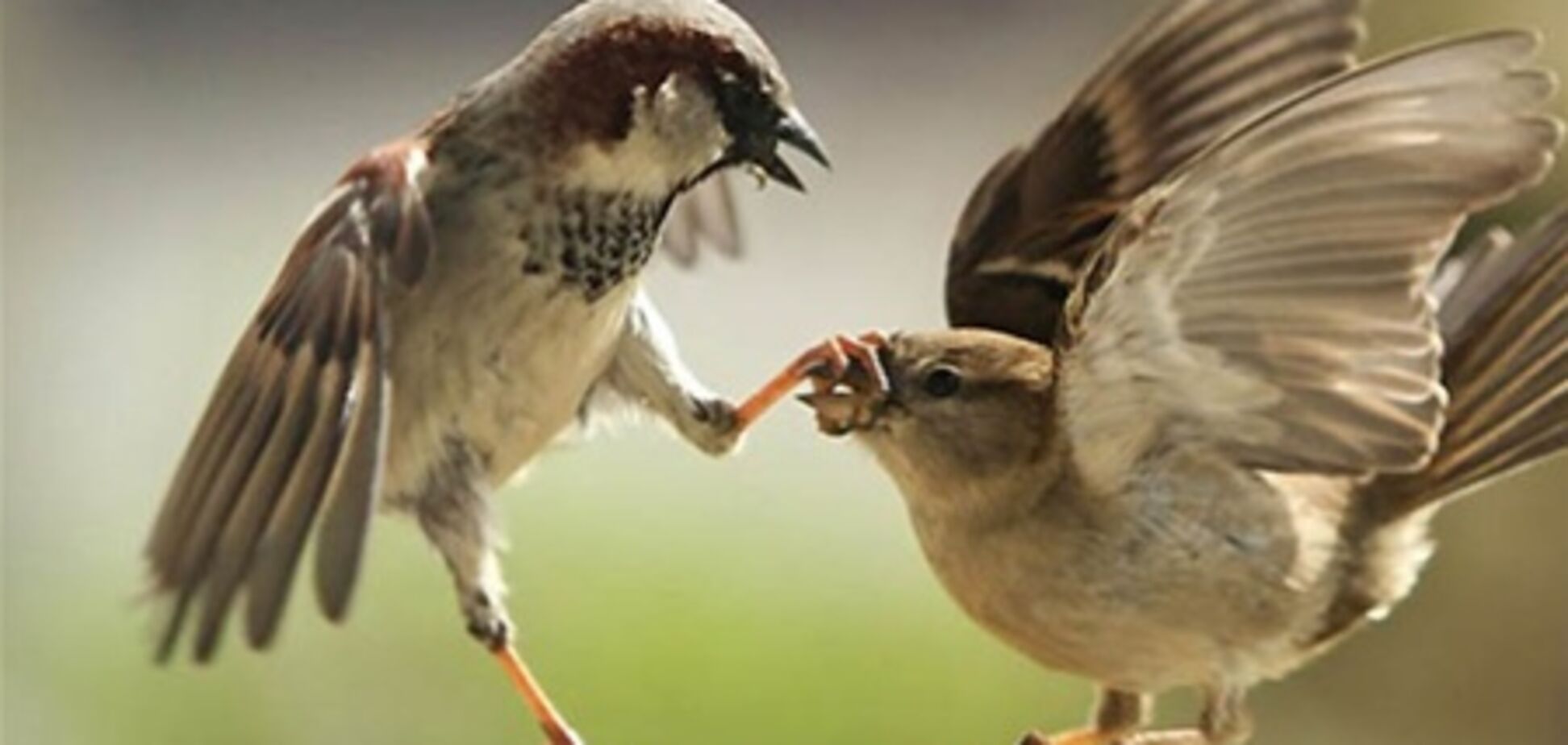 Самые удачные фото животных