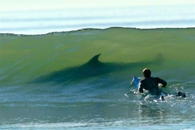 Акула з'їла серфінгіста під час зйомок програми National Geographic