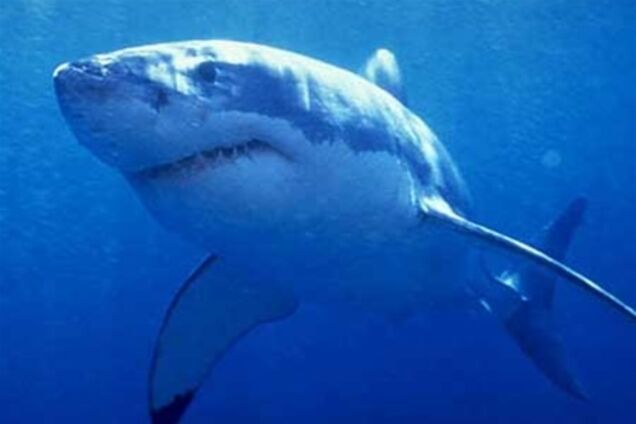 Туристов снова запугивают акулами в Египте