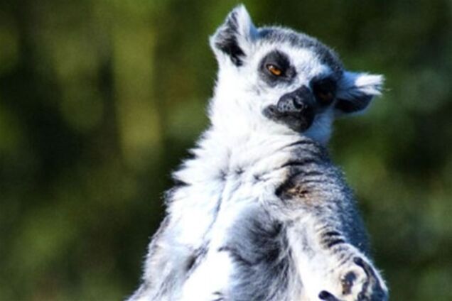 Как медитируют лемуры. Фото