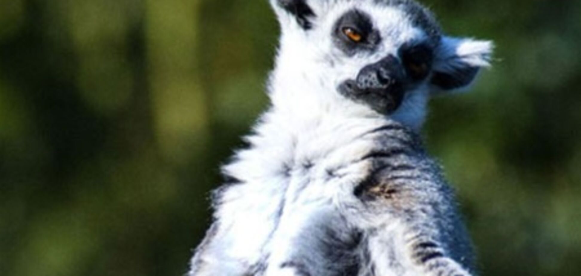 Как медитируют лемуры. Фото