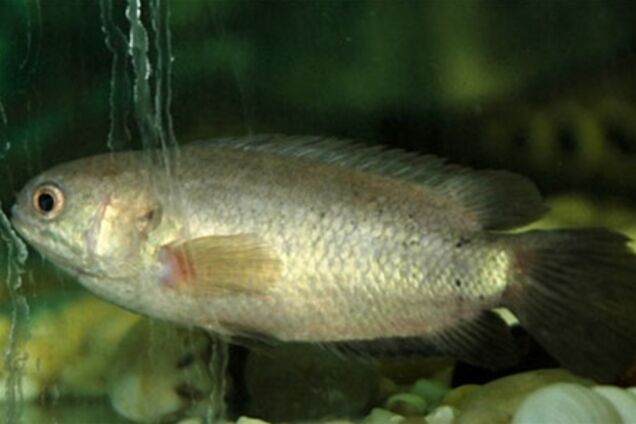 Аквариумная рыбка чуть не убила 4-летнего мальчика