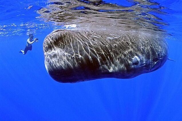 Наблюдение за китами в Исландии и Австралии все популярнее