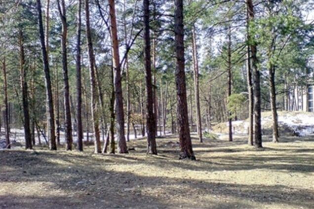 Киевсовет попросит Президента защитить Беличанский лес