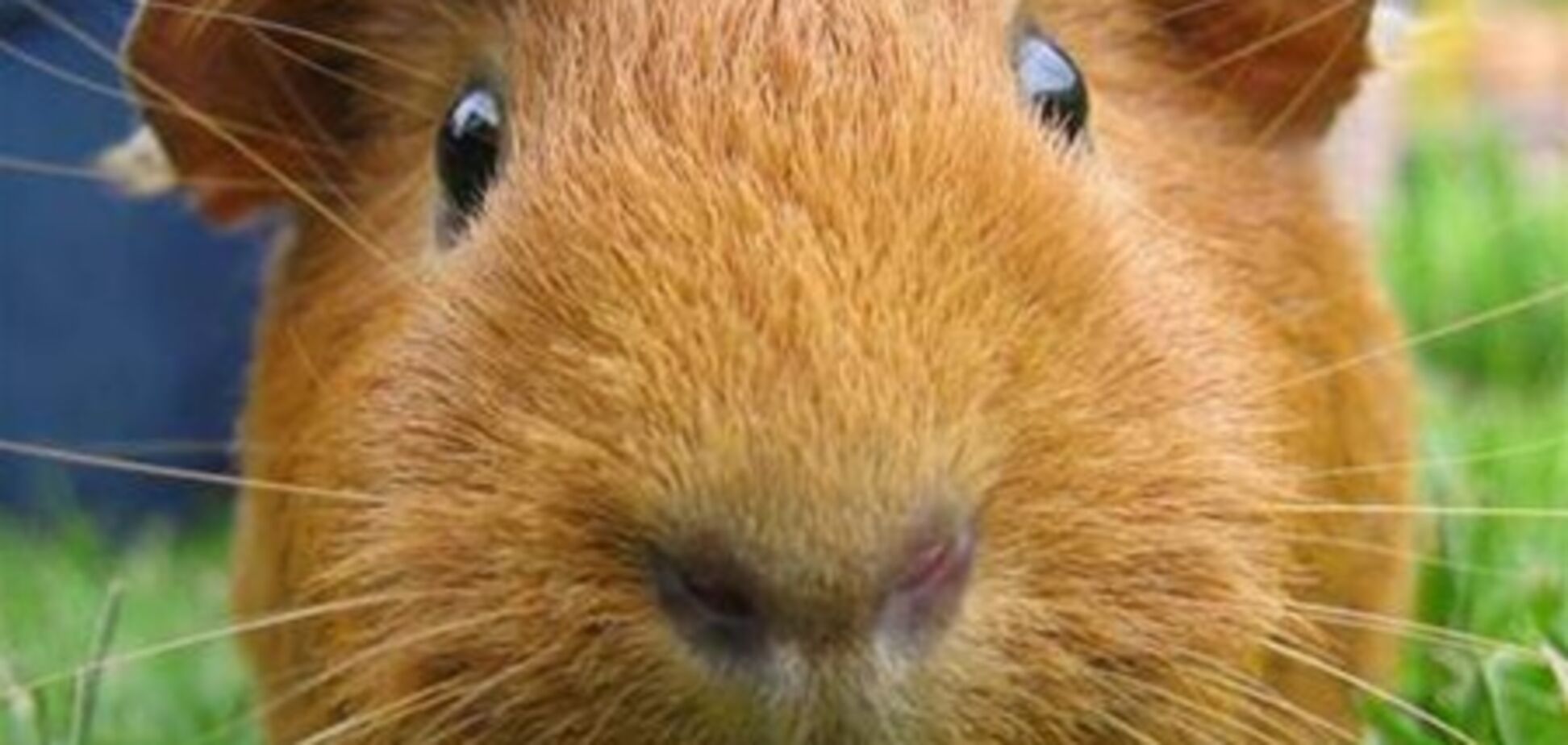 Морская свинка отбилась от напавших собак 'приемами кунг-фу'