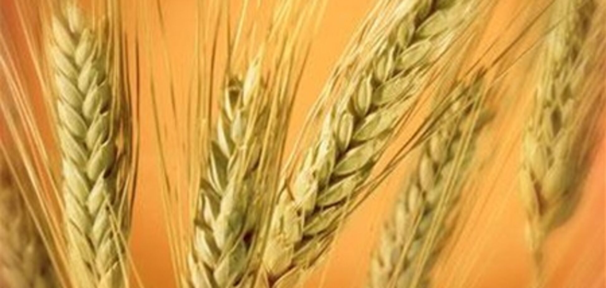 Непогода может оставить украинцев без хлеба