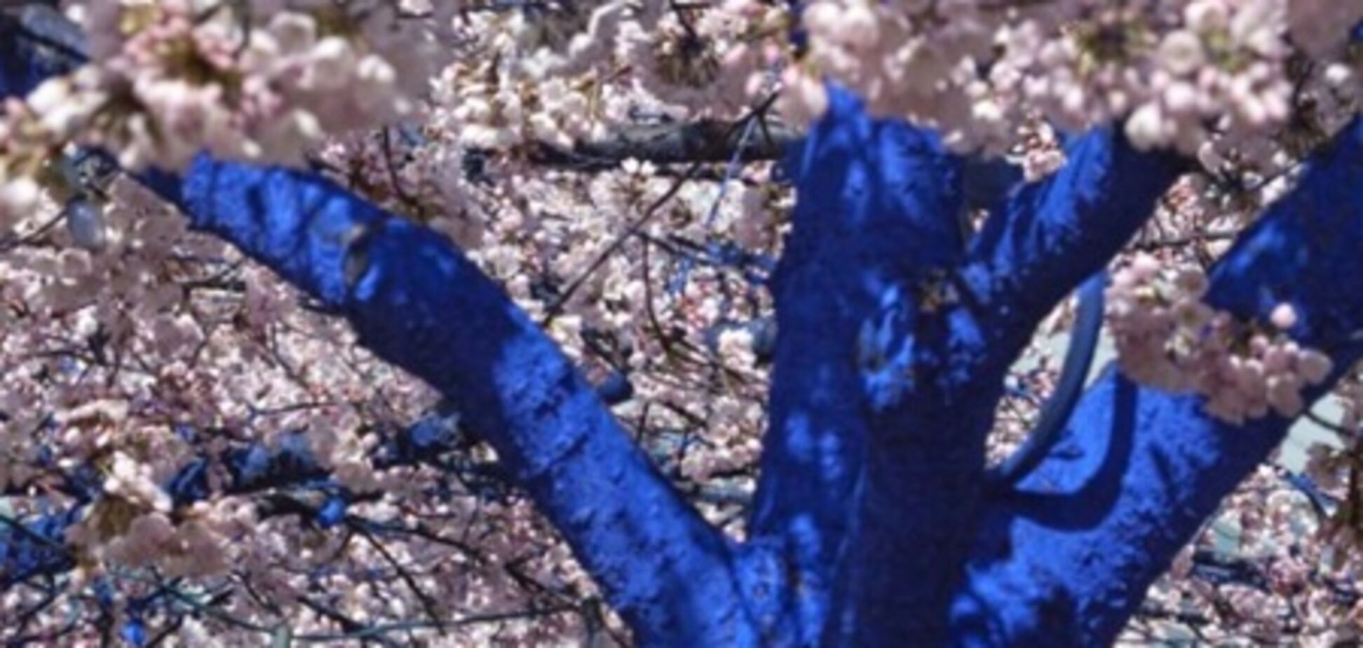 Австралійський художник, щоб врятувати дерева, робить їх синіми. Фото