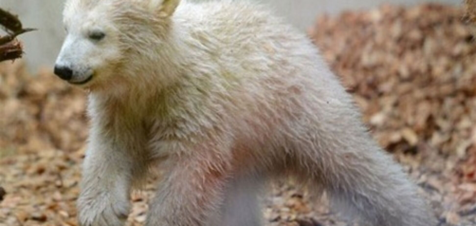 На зоопарк Нью-Йорка упал автомобиль - 7 погибших