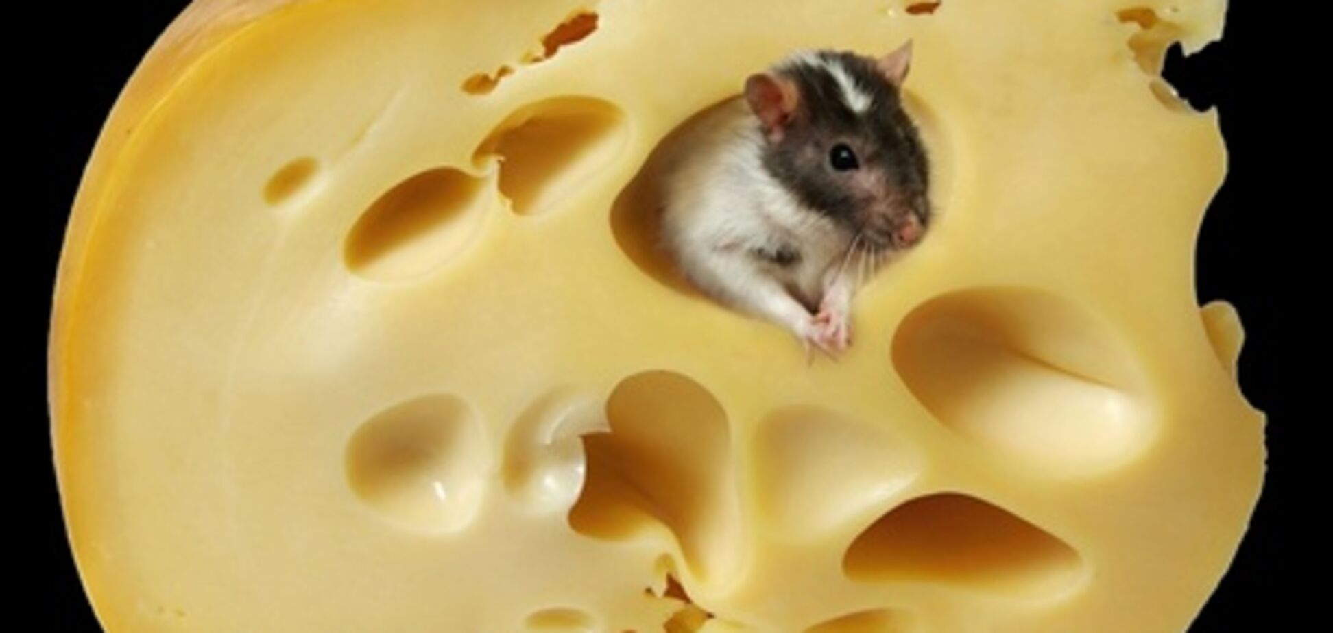 В понедельник украинский сыр ждет новая проверка