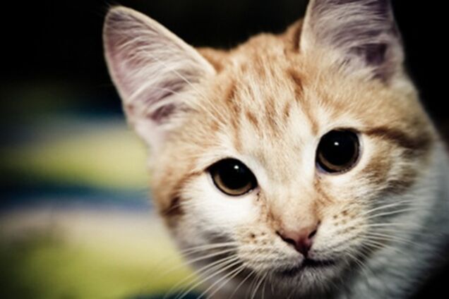 В Киеве обустроят кладбище для животных