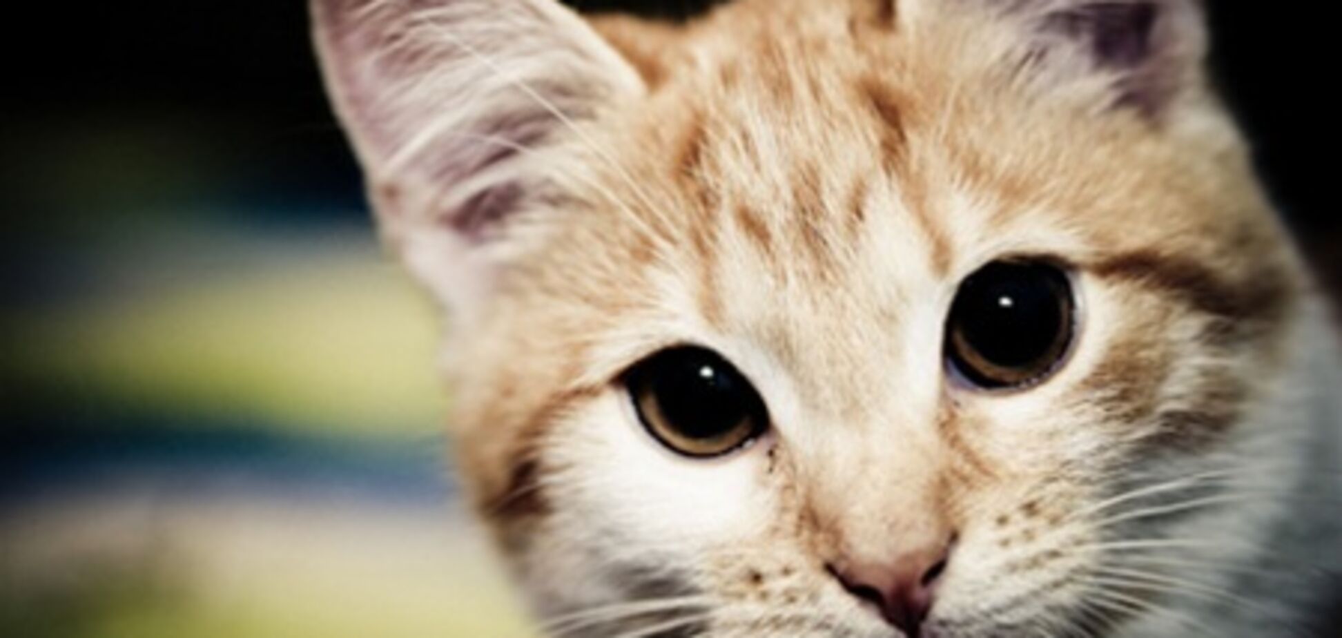 В Киеве обустроят кладбище для животных