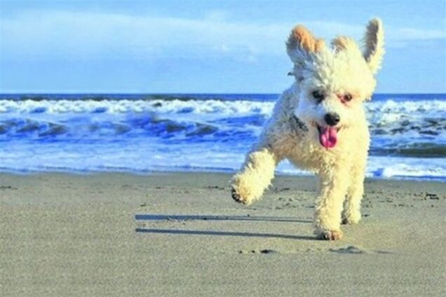 На курорте Испании появился пляж для собак