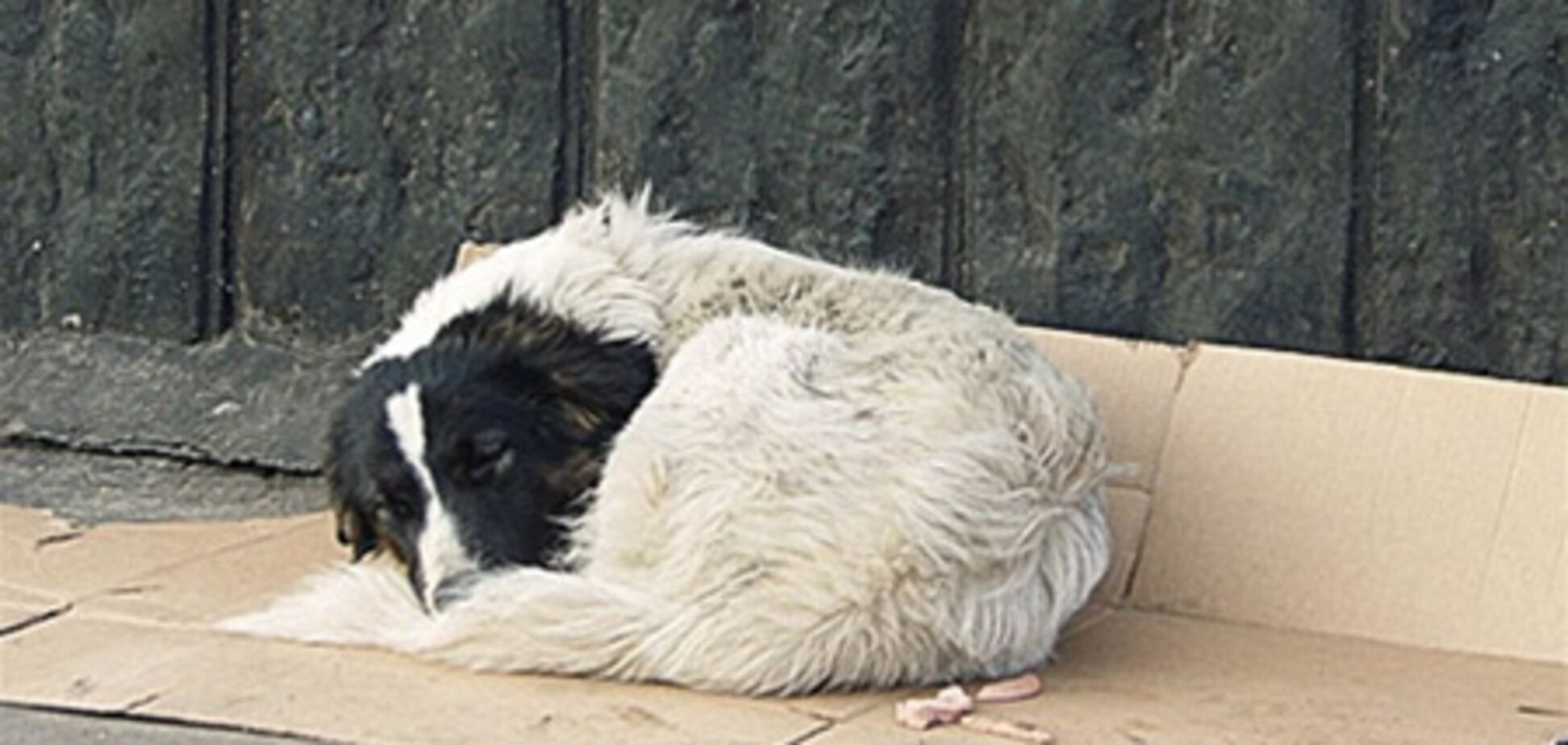 Бездомные животные: отравить, чтобы не мучить?