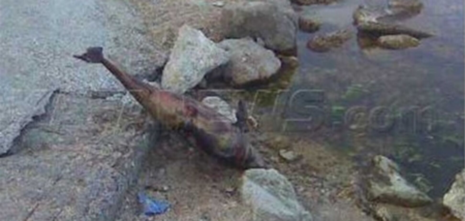 Пляжи Феодосии завалило мертвыми дельфинами