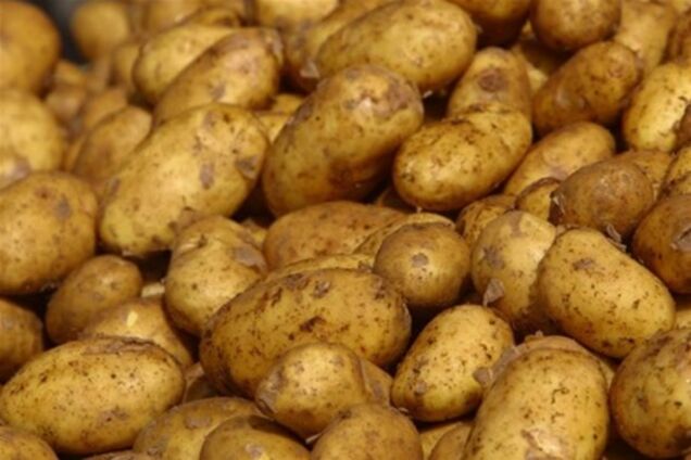 На Львовщине нашли картофель, зараженный раком