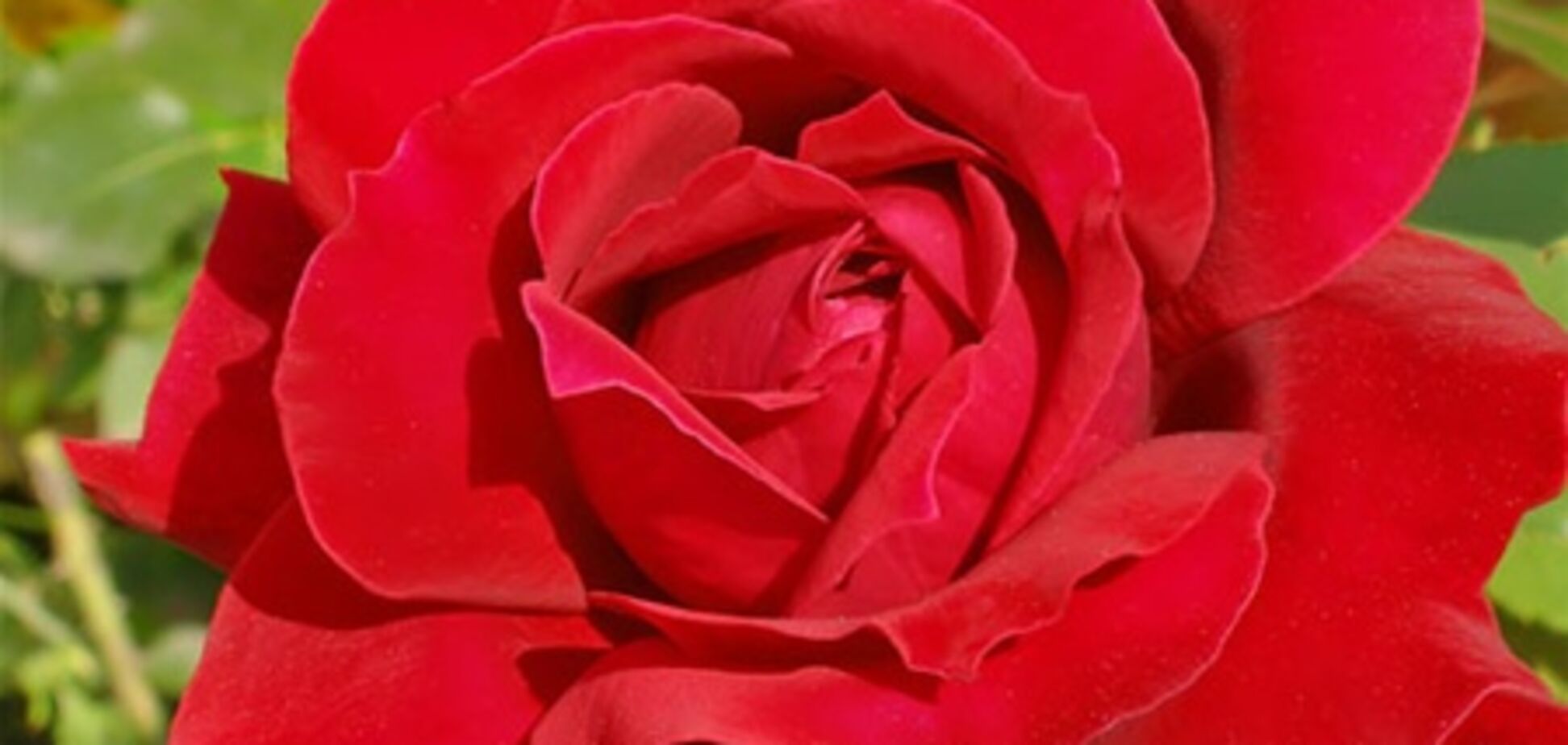Самую красивую розу можно будет увидеть в Риме