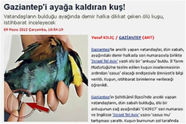 У Туреччині зловили птицю, шпигунами на Ізраїль. Фото