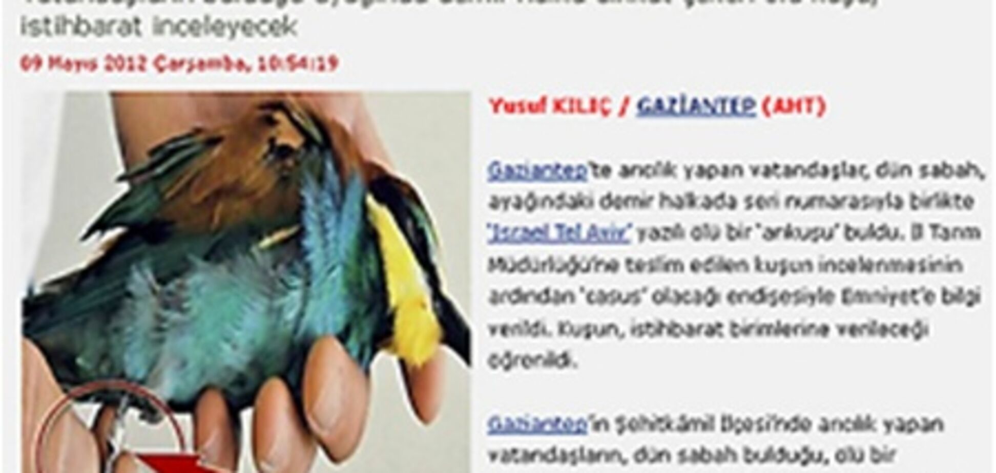 У Туреччині зловили птицю, шпигунами на Ізраїль. Фото