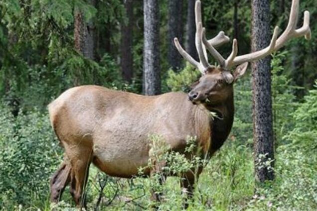Лось прийшов до відділу поліції на сході Москви