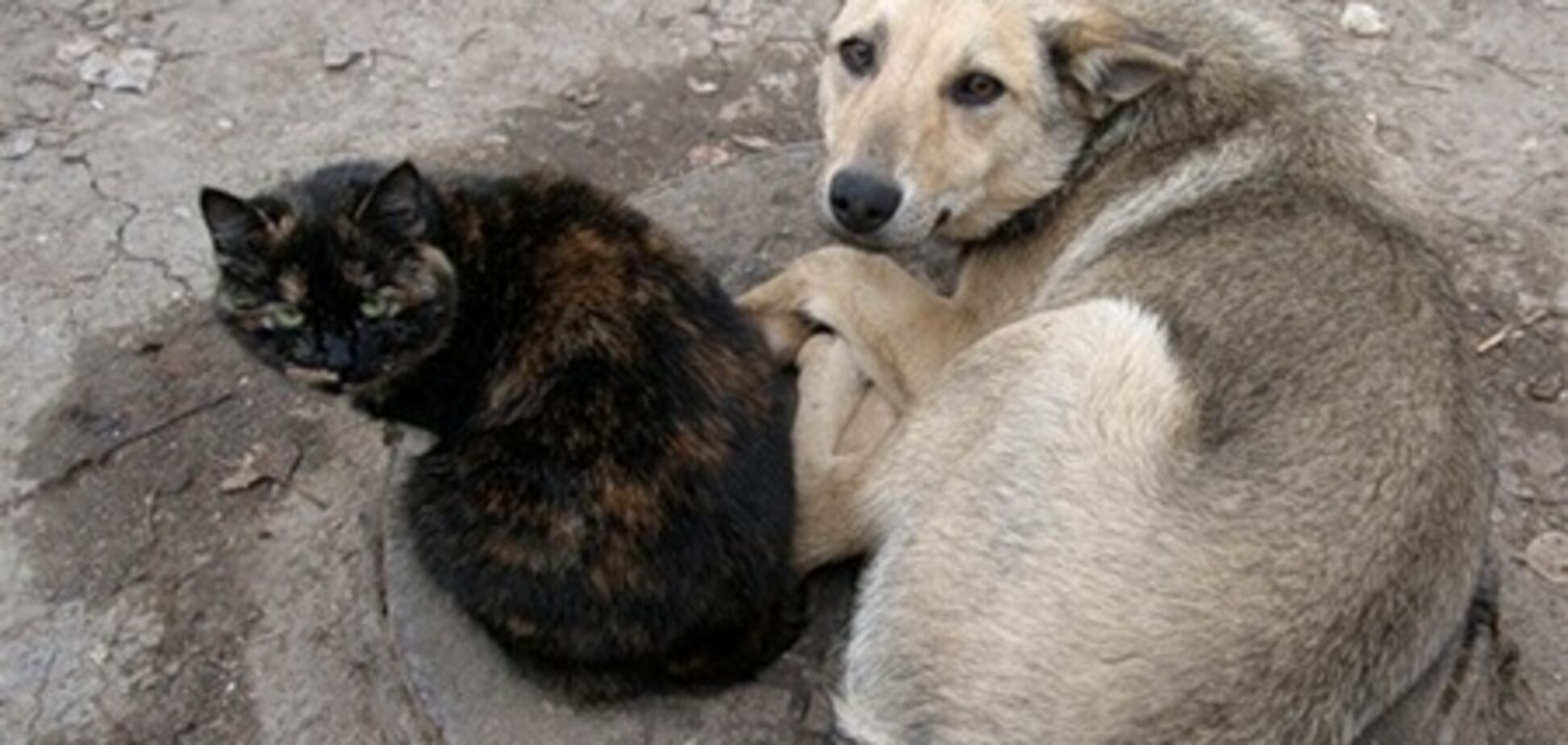 В Киеве стерилизовали более 2,7 тыс. бездомных животных