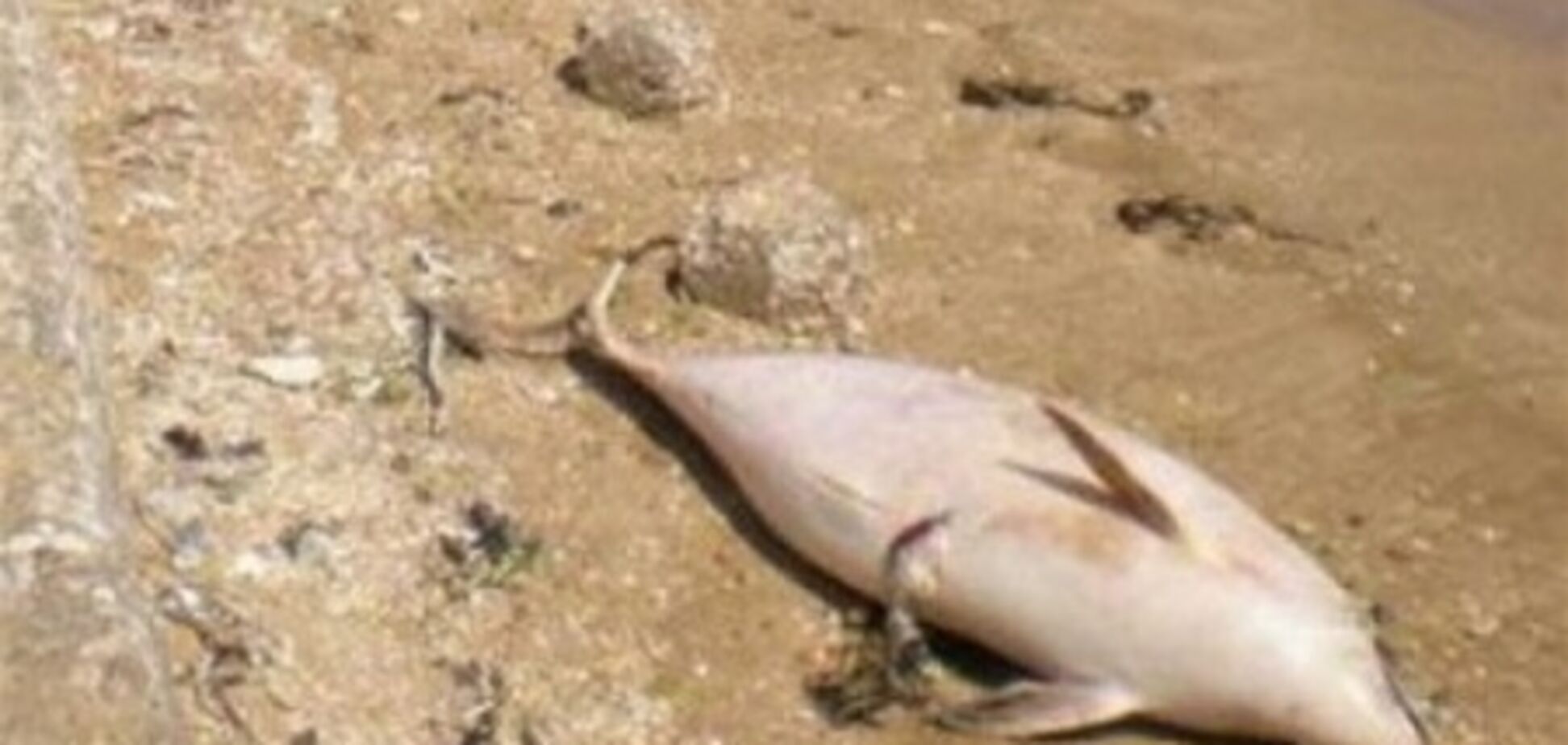 У Криму - наймасовіша за 10 років загибель дельфінів