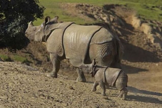 Яванский национальный парк приглашает туристов к носорогам
