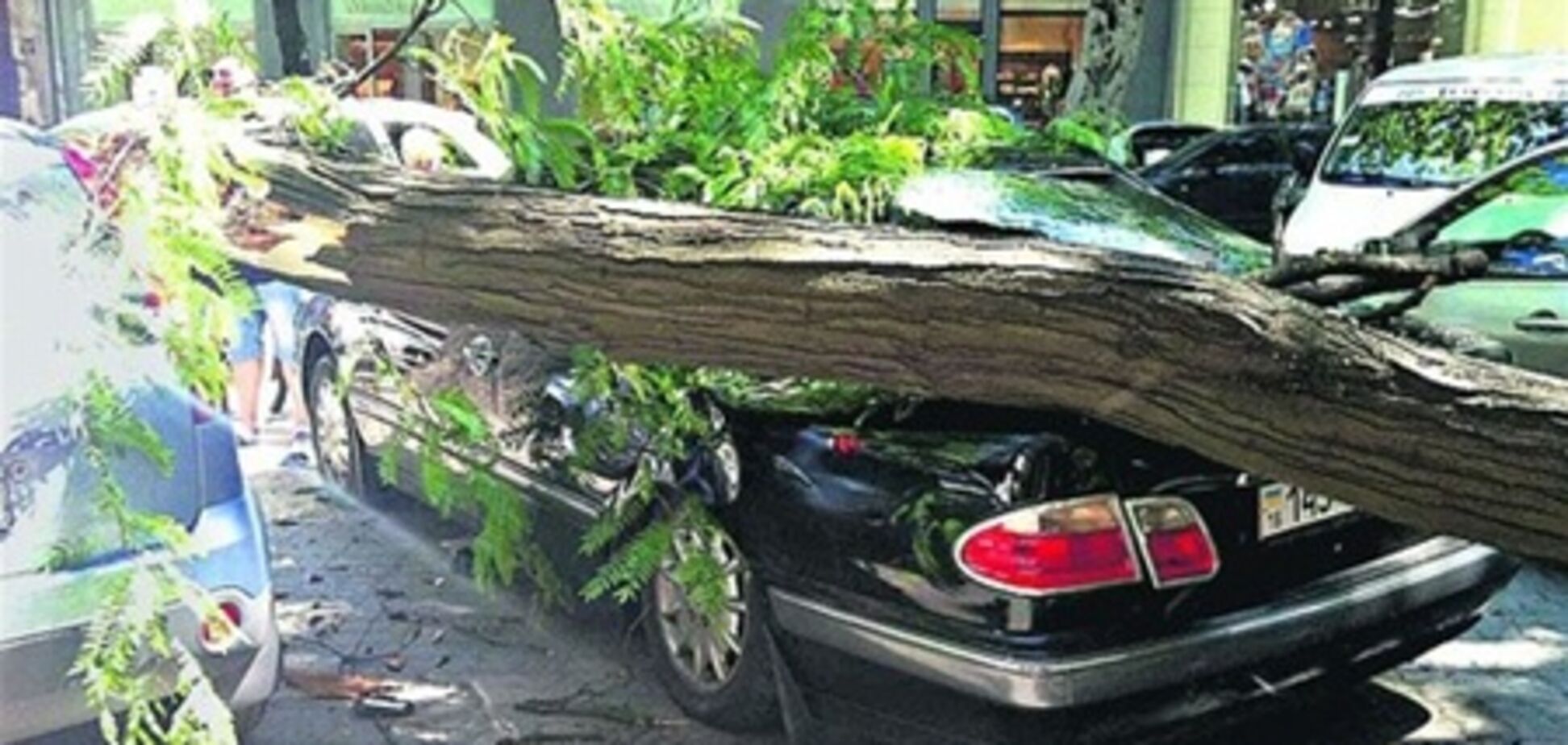 В Одесі дерево розбило три іномарки і ледь не вбило дитину. Фото