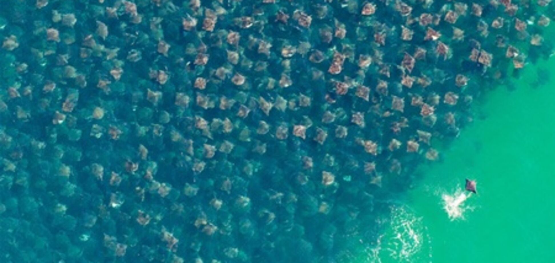 Удивительная миграция скатов