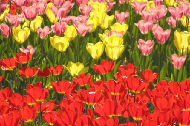 В Киеве зацвели тюльпановые поля. Фото