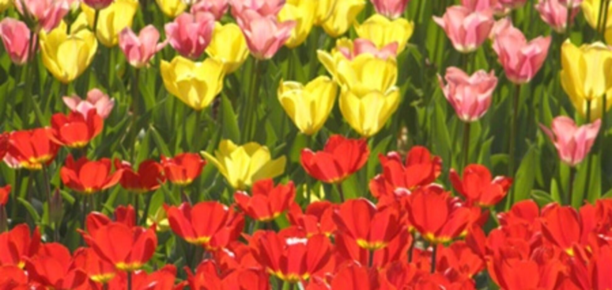 В Киеве зацвели тюльпановые поля. Фото
