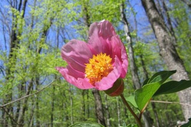 Завтра в Украине жара, дожди - лишь в Крыму и Карпатах