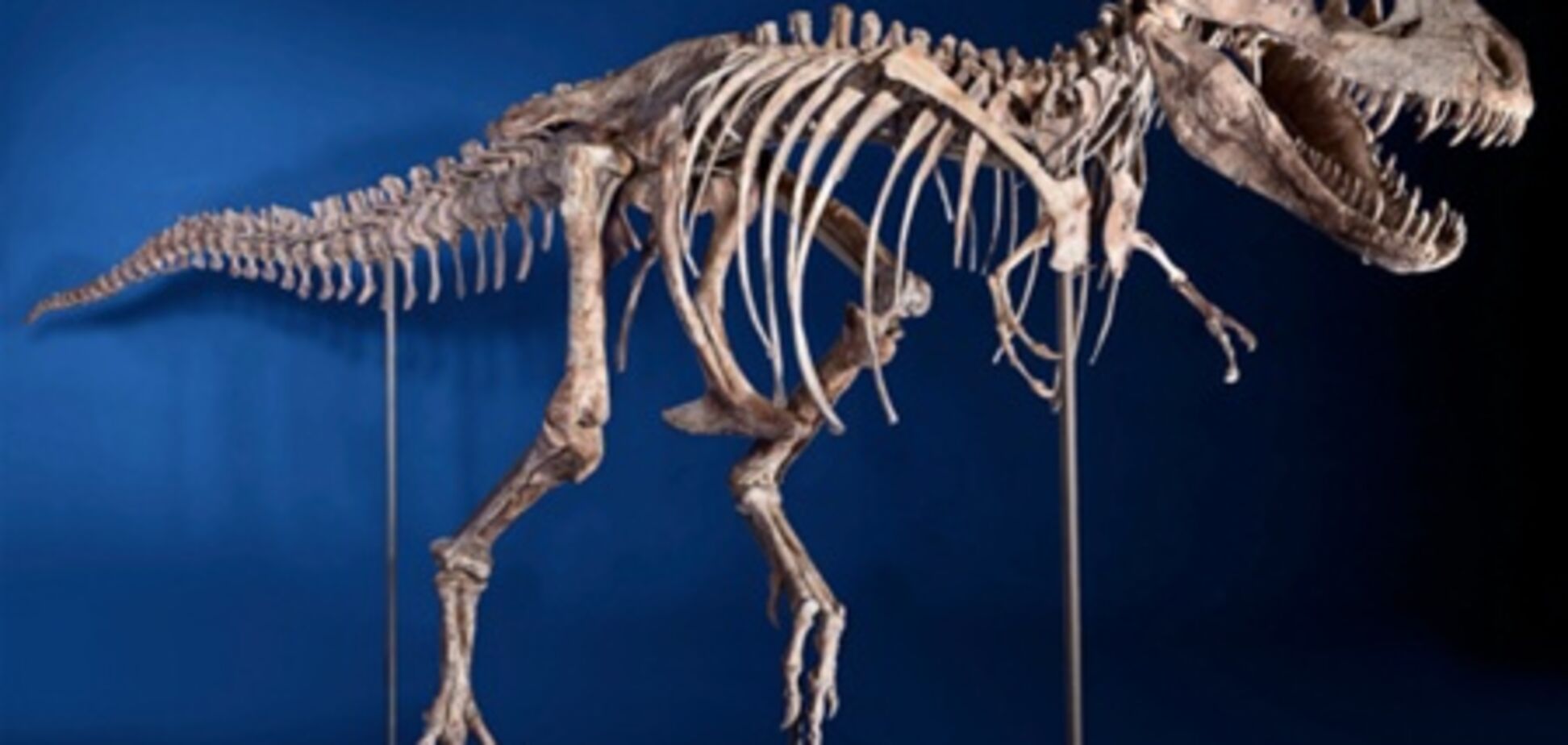 У Нью-Йорку за $ 1 млн продали динозавра з Монголії