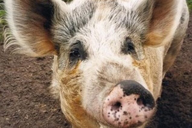 Хряка для киевской фан-зоны предложил фермер