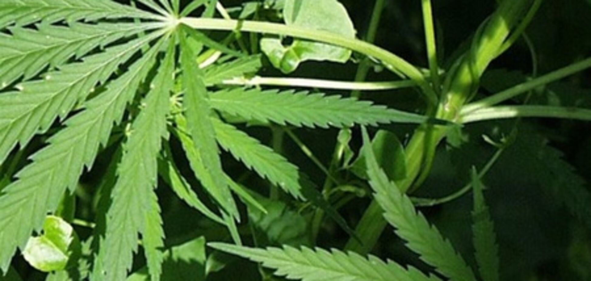 Столичный безработный организовал нарколабораторию