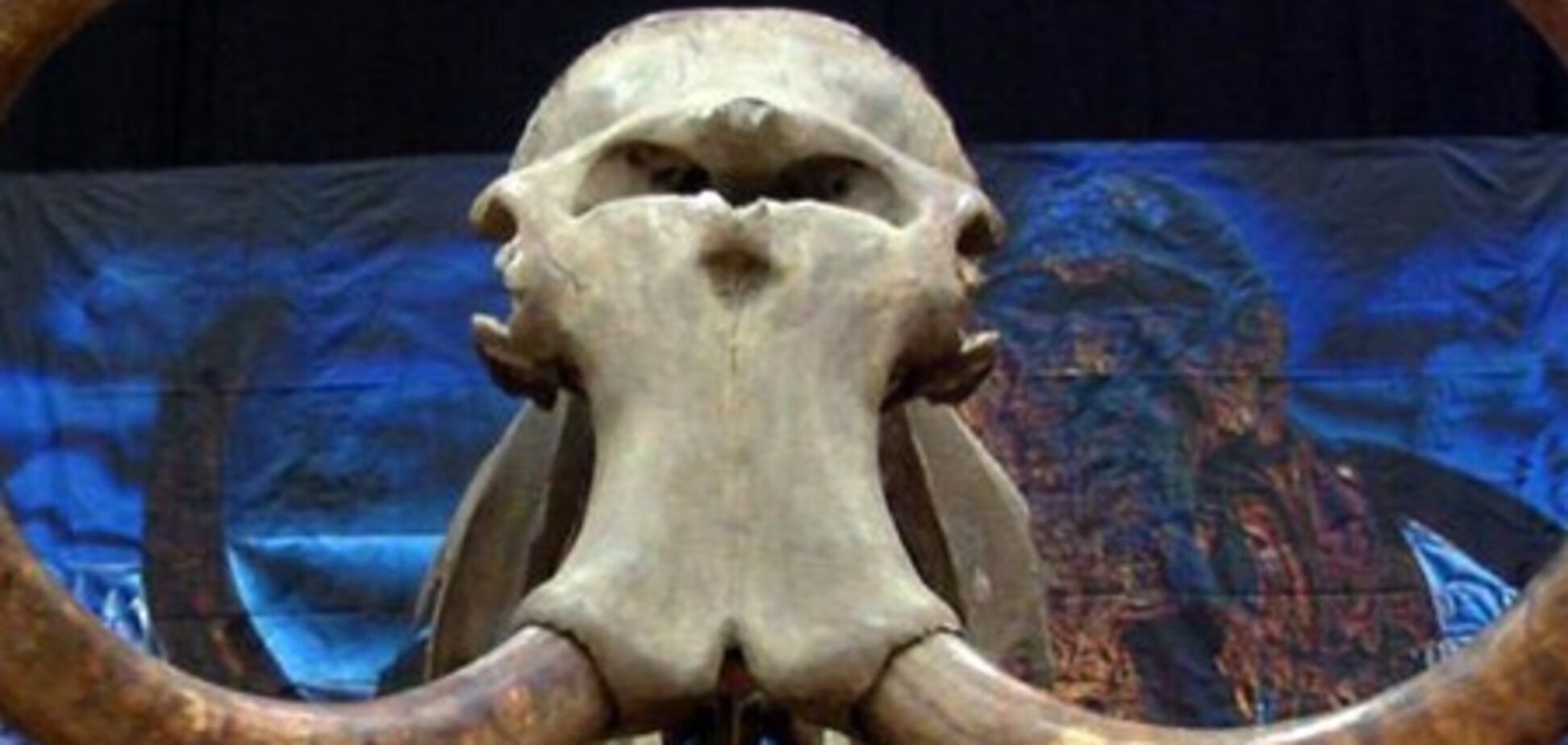 В Днепропетровске туристы увидят череп мамонта